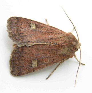 Xestia xanthographa