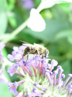 Eristalis sp.