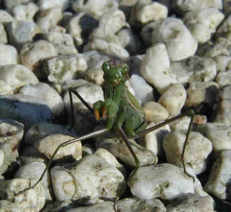Mantis religiosa