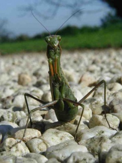 Mantis religiosa