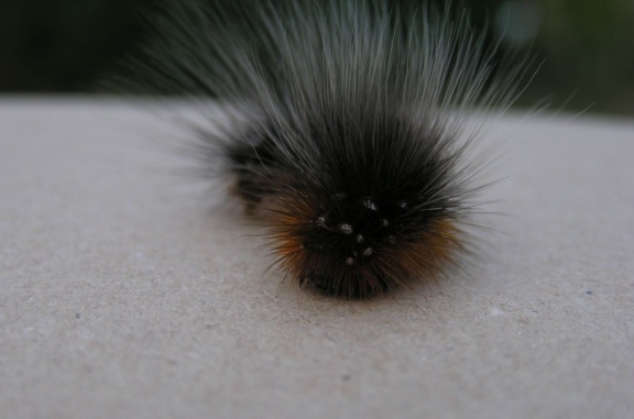 Arctia caja (chenille)