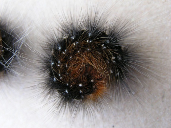 Arctia caja (chenille)