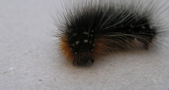 Arctia caja (chenille)