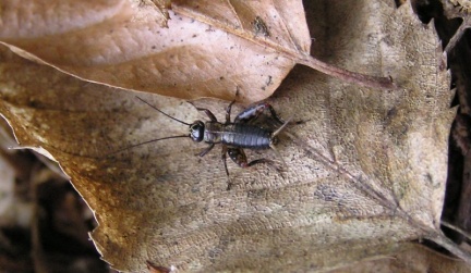 Nemobius sylvestris
