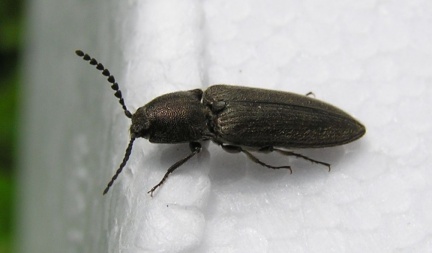 Cidnopus pilosus