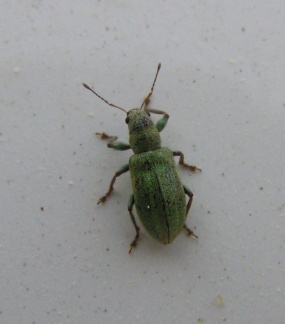 Pachyrhinus lethierryi