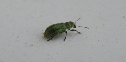 Pachyrhinus lethierryi