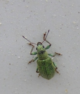 Pachyrhinus lethierryi