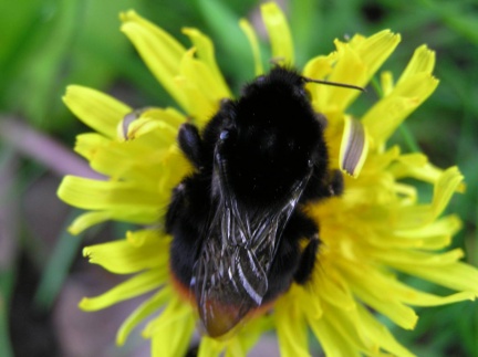 Bombus lapidarius