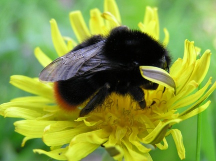 Bombus lapidarius