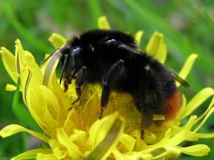 Bombus lapidarius