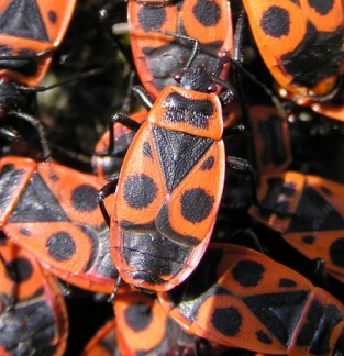 Pyrrhocoris apterus