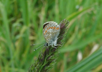 Aricia agestis