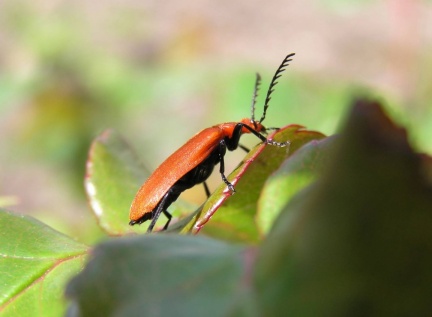 Pyrochroa serraticornis