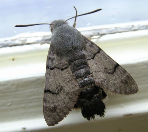 Macroglossum stellatarum