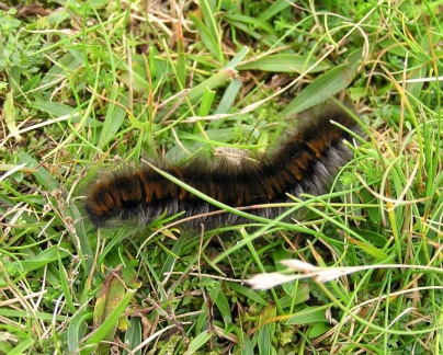 Macrothylacia rubi (chenille)
