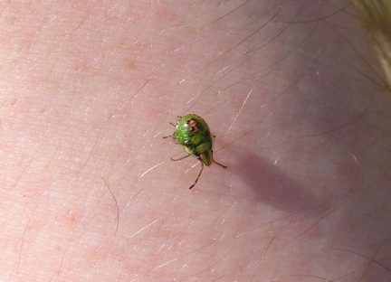 Cyphostethus tristriatus (larve)