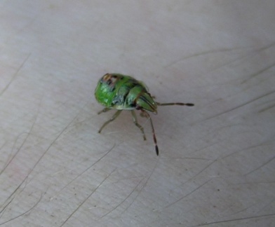 Cyphostethus tristriatus (larve)