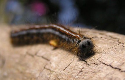 Malacosoma neustria (chenille)