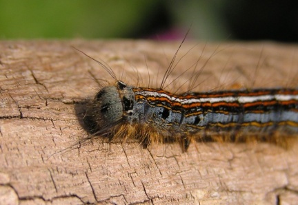 Malacosoma neustria (chenille)