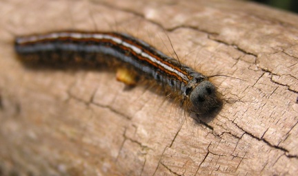 Malacosoma neustria (chenille)