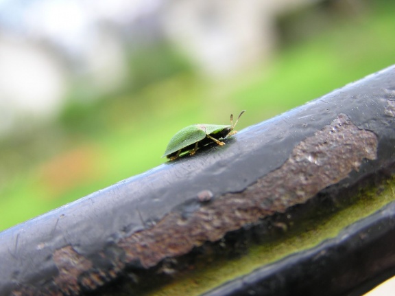 Cassida rubiginosa