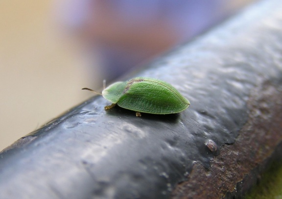 Cassida rubiginosa