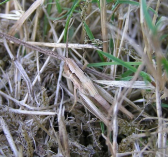 Euchorthippus sp.