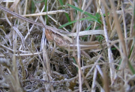 Euchorthippus sp.