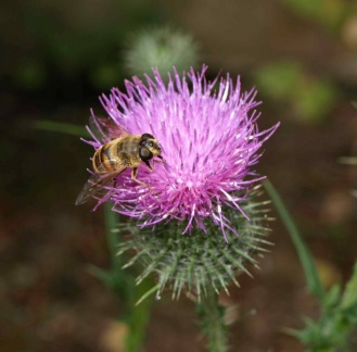 Eristalis tenax