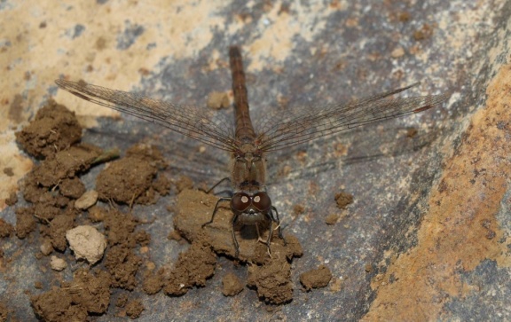 Sympetrum striolatum