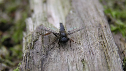 Bibio laniger