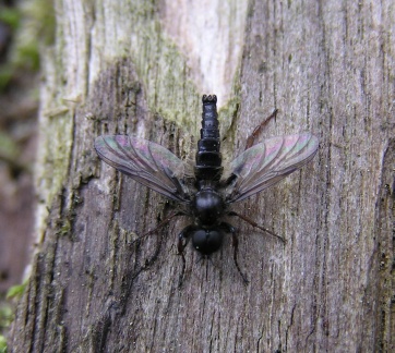 Bibio laniger