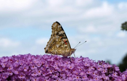 Vanessa Cardui