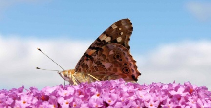 Vanessa Cardui