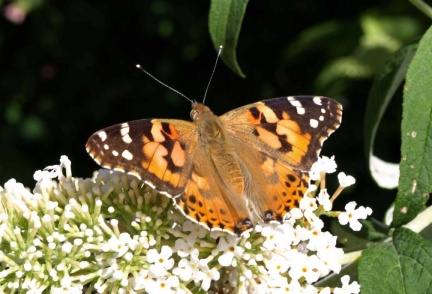 Vanessa Cardui