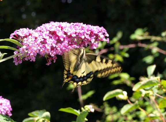 Papilio machaon
