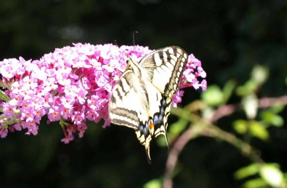 Papilio machaon