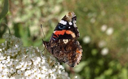 Vanessa atalanta
