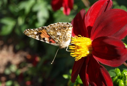 Vanessa Cardui