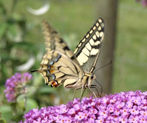 Papilio machaon