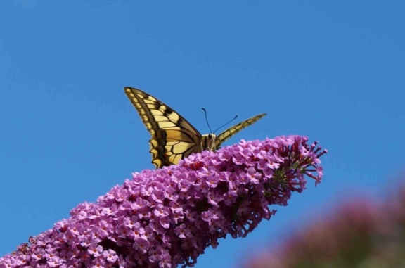 Papilio machaon