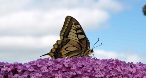 Papilio machaon