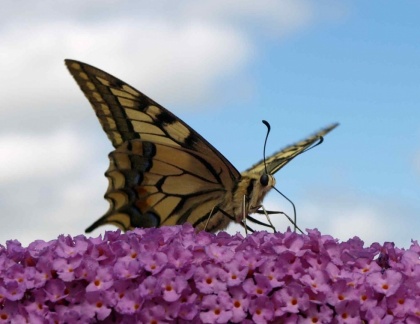 Papilio machaon