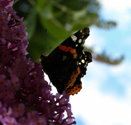 Vanessa atalanta