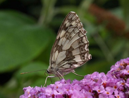 Melanargia galathea