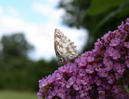 Melanargia galathea
