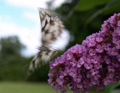 Melanargia galathea