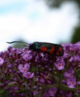 Zygaena filipendulae