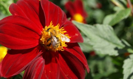Bombus pascorum